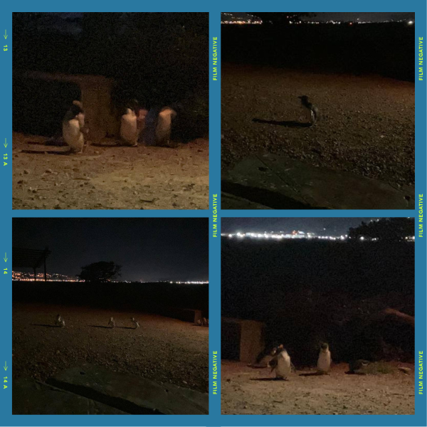 Kath farewelling her friends on Matiu Somes Island penguin collage blue.png