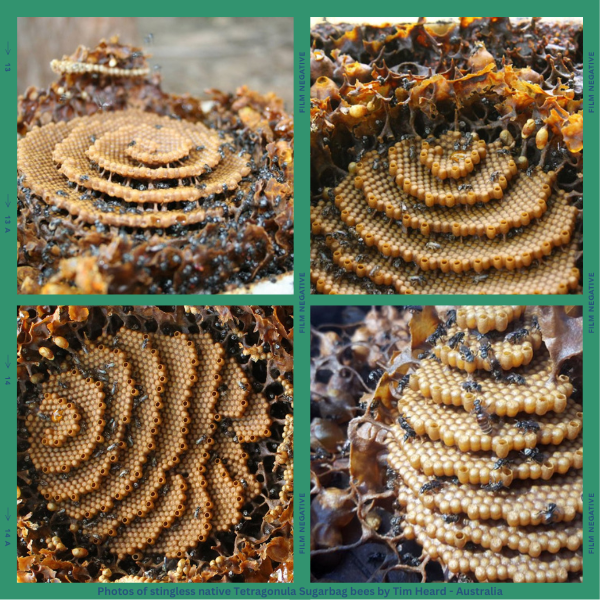 Photo Collage of stingless native Tetragonula Sugarbag bees by Tim Heard - Australia.png