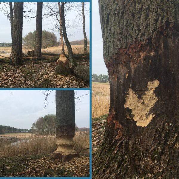 Voyage of Reconnecting - Beaver Work at Schlagenthiner.jpg