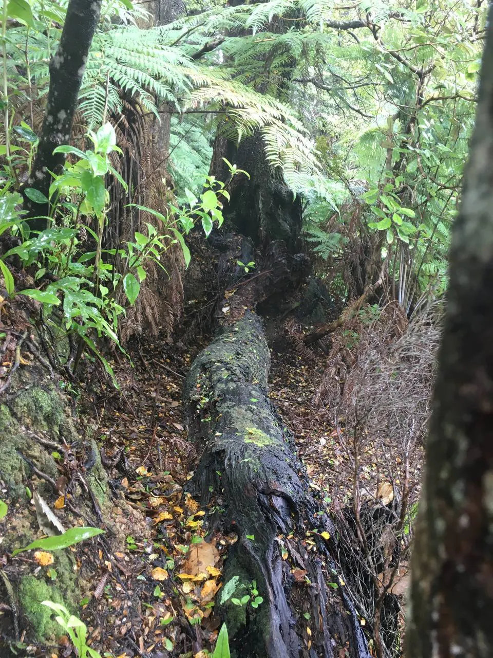 My favourite fallen treek trunk friend here in Aotearoa NZ.