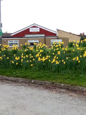 Hall daffodils.jpg