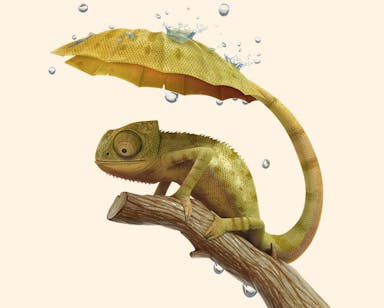 Chamaeleo Umbrello - an umbrella-tailed lizard, a chameleon that grows an umbrella tail to shelter from the rain