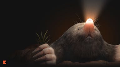 Bg-Mole-1920x1080.jpg