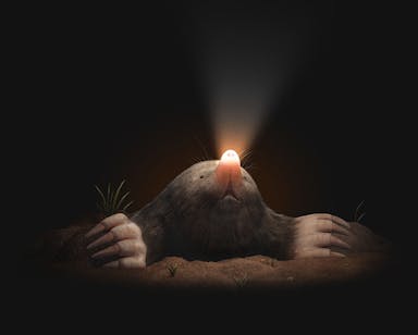 Inquisitus Excavidae - a spotlight mole, a mole with a nose that lights up, a flashlight nosed mole