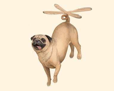 Pugasus Propellus - a flying pug, a pug with a helicopter tail