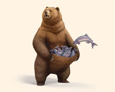Pursa Major - a bear with a pouch to store fish, a bear that stores fish in a kangaroo-like pouch