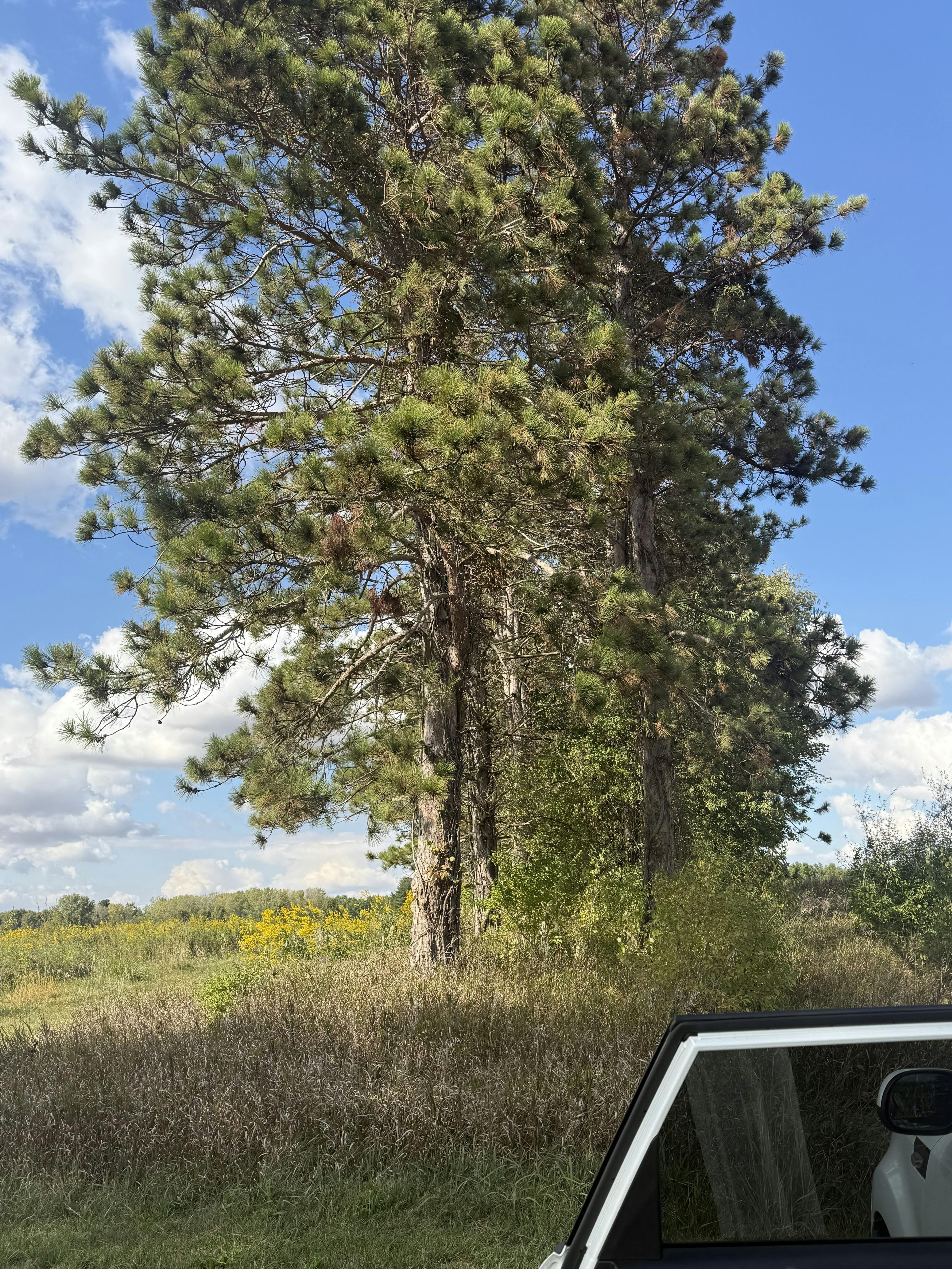 IMG_20250925_170309 (2).jpg