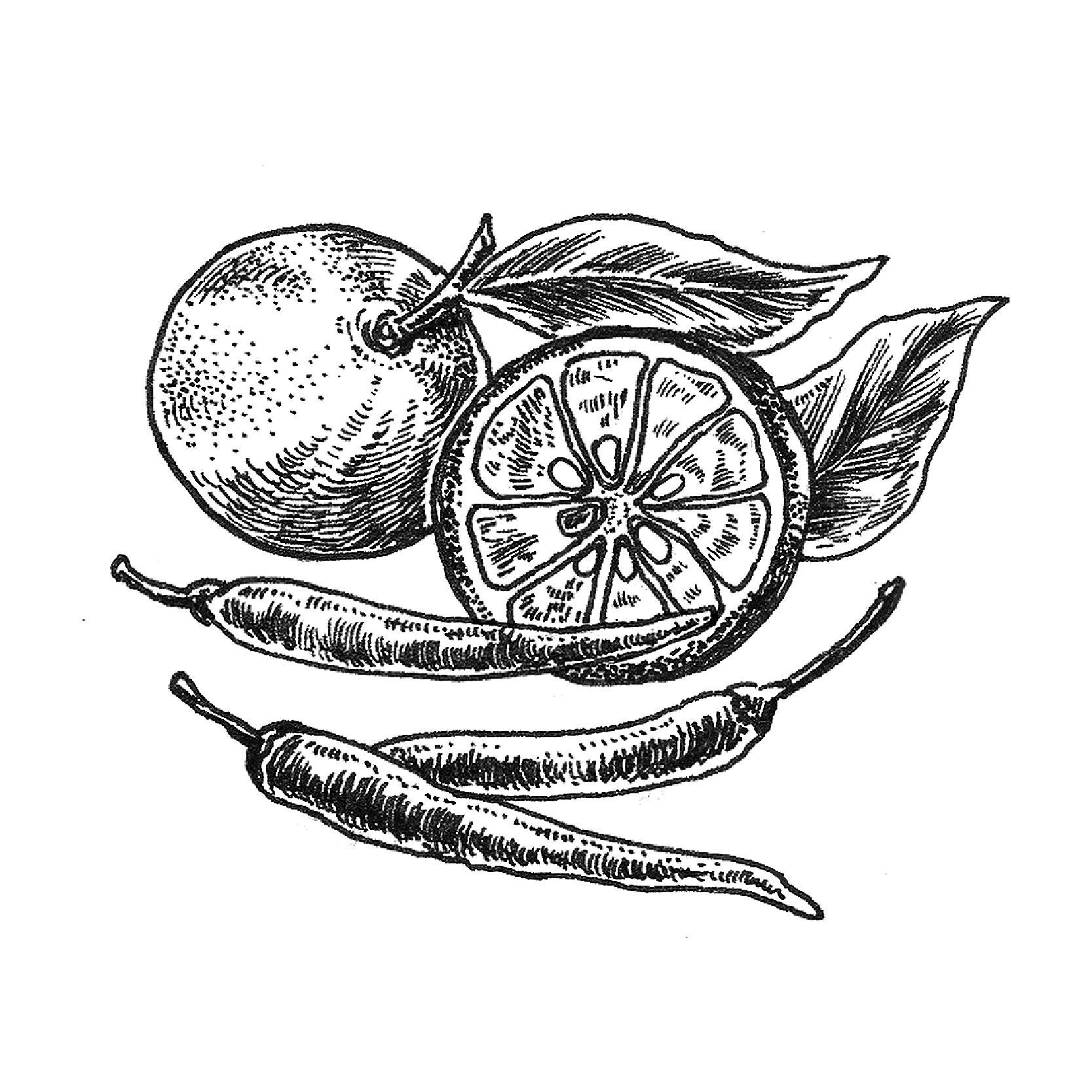 Pobre - Spot Illustration Coda -02.png