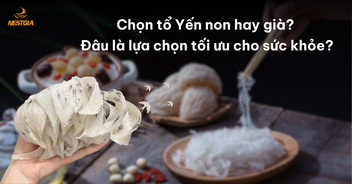 Tổ yến non hay già tốt.png