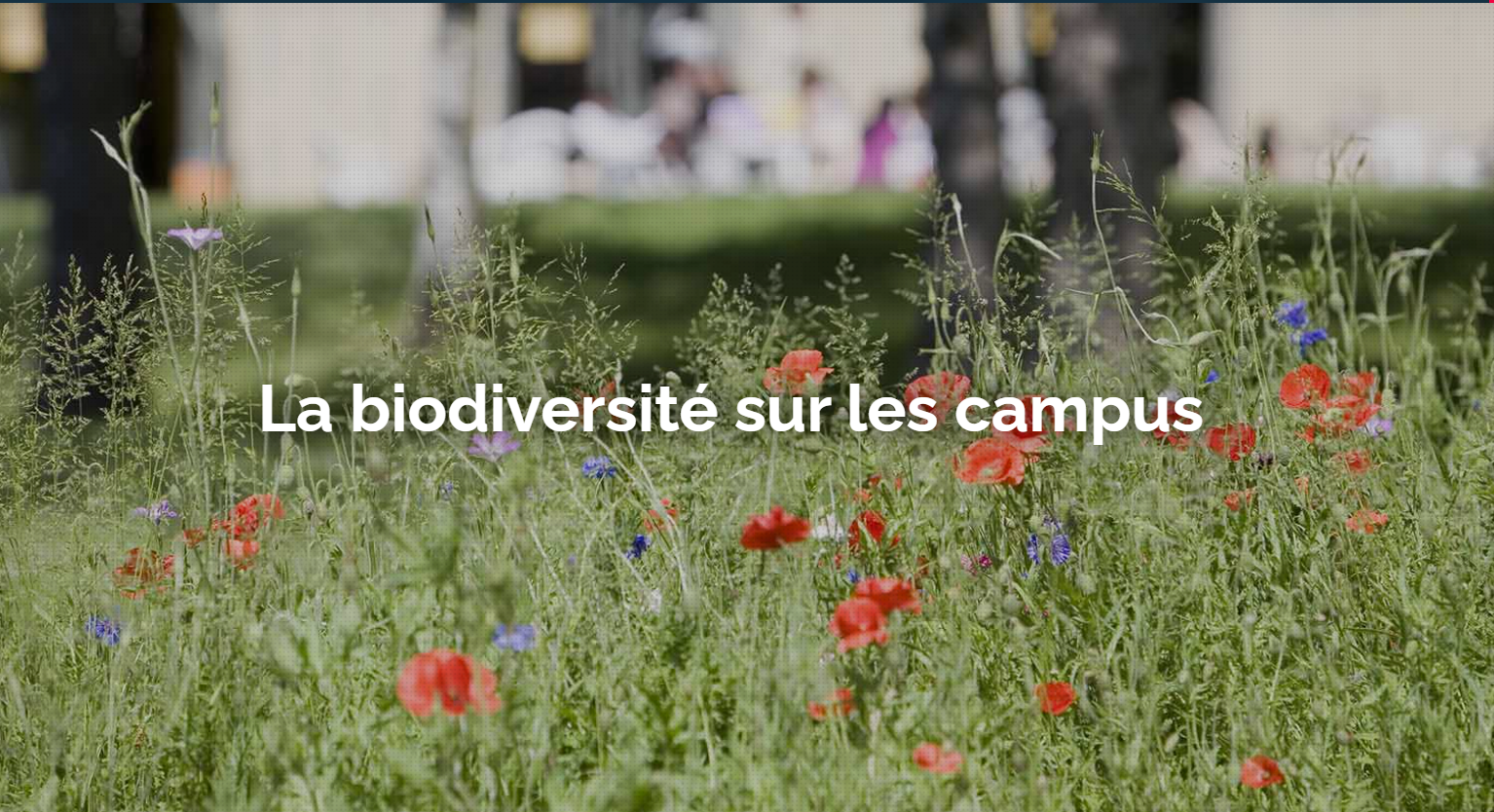 Capture d'écran 2025-06-20 103416.png