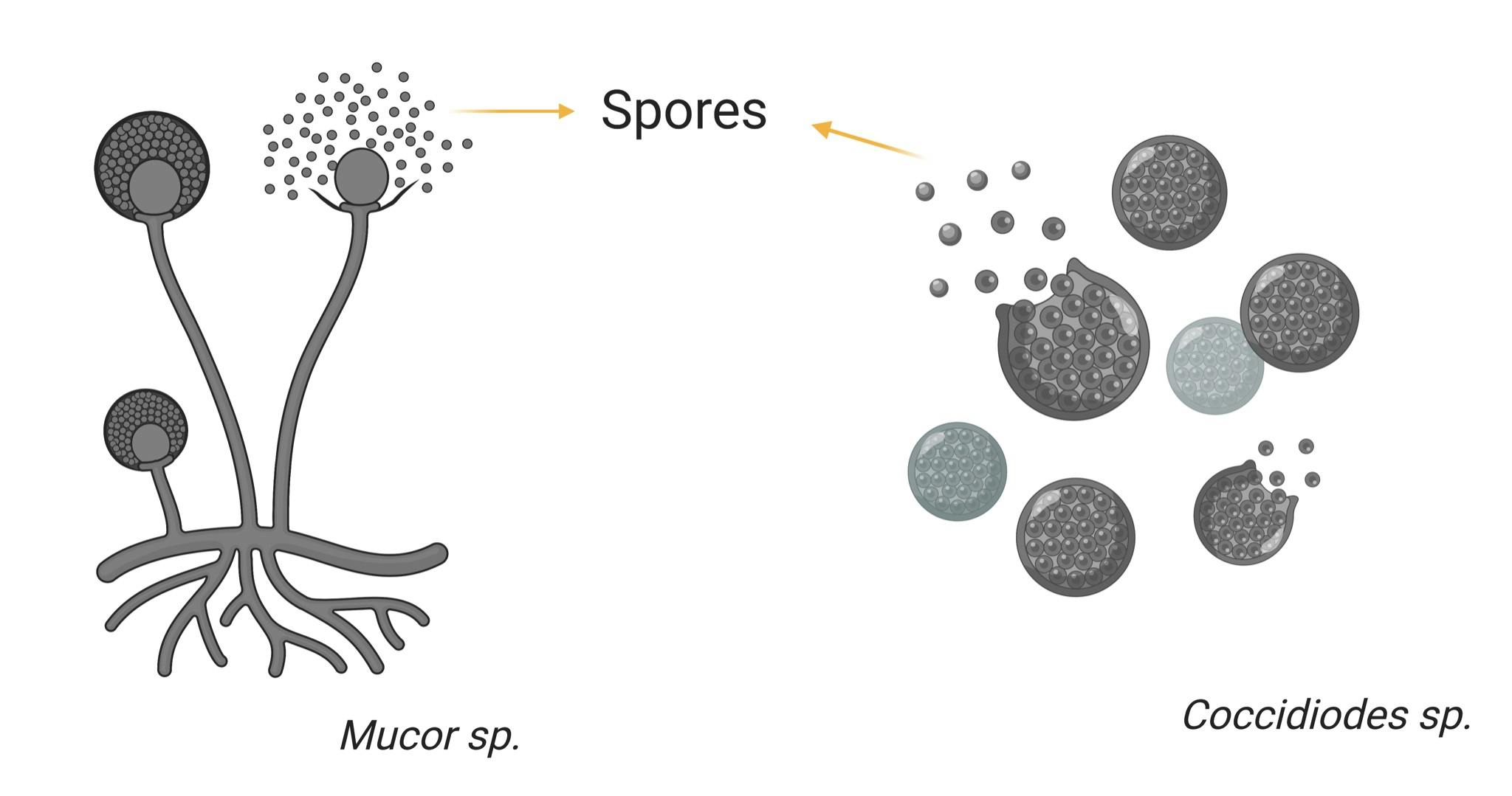spores.png