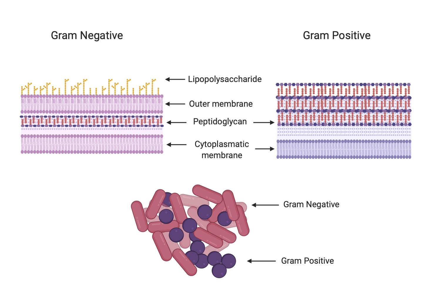 archaea vs bacteria cell wall