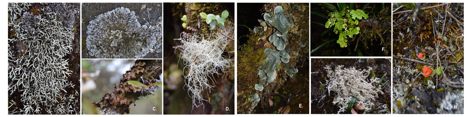 lichens.png
