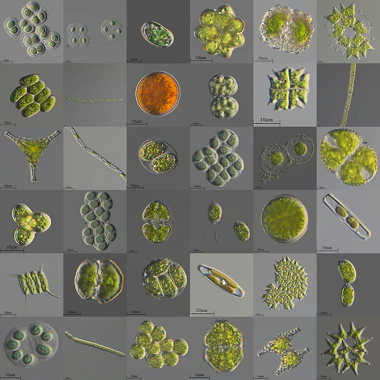 microalgae_shapes.jpg
