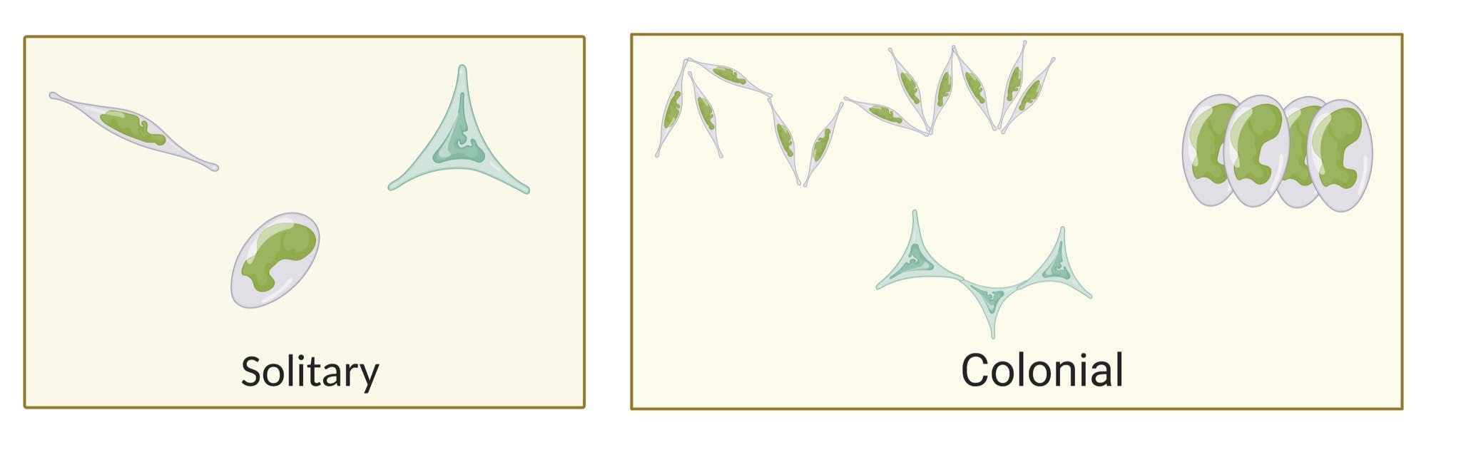 Colony formation.png