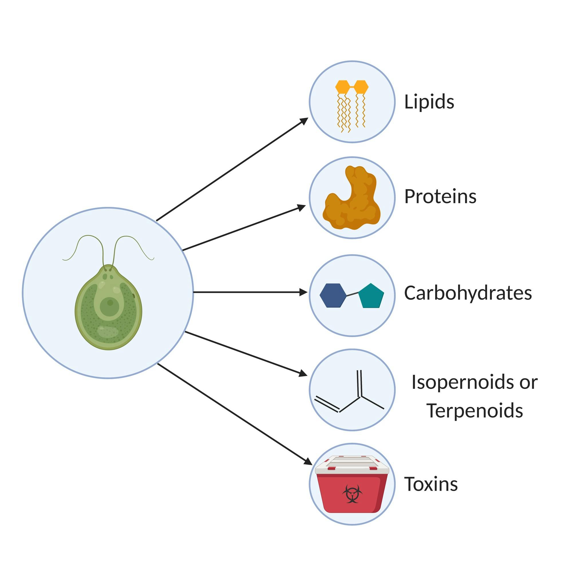 Microalgae Products.png