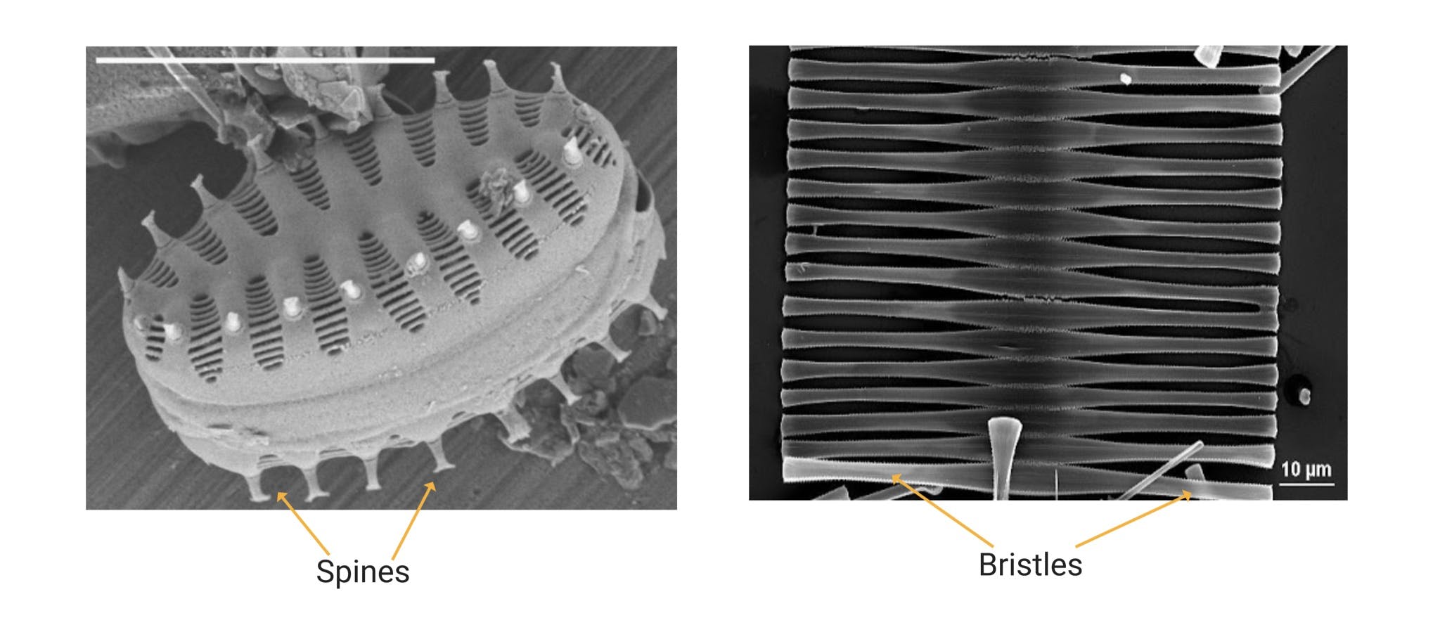 Secondary Structures.png