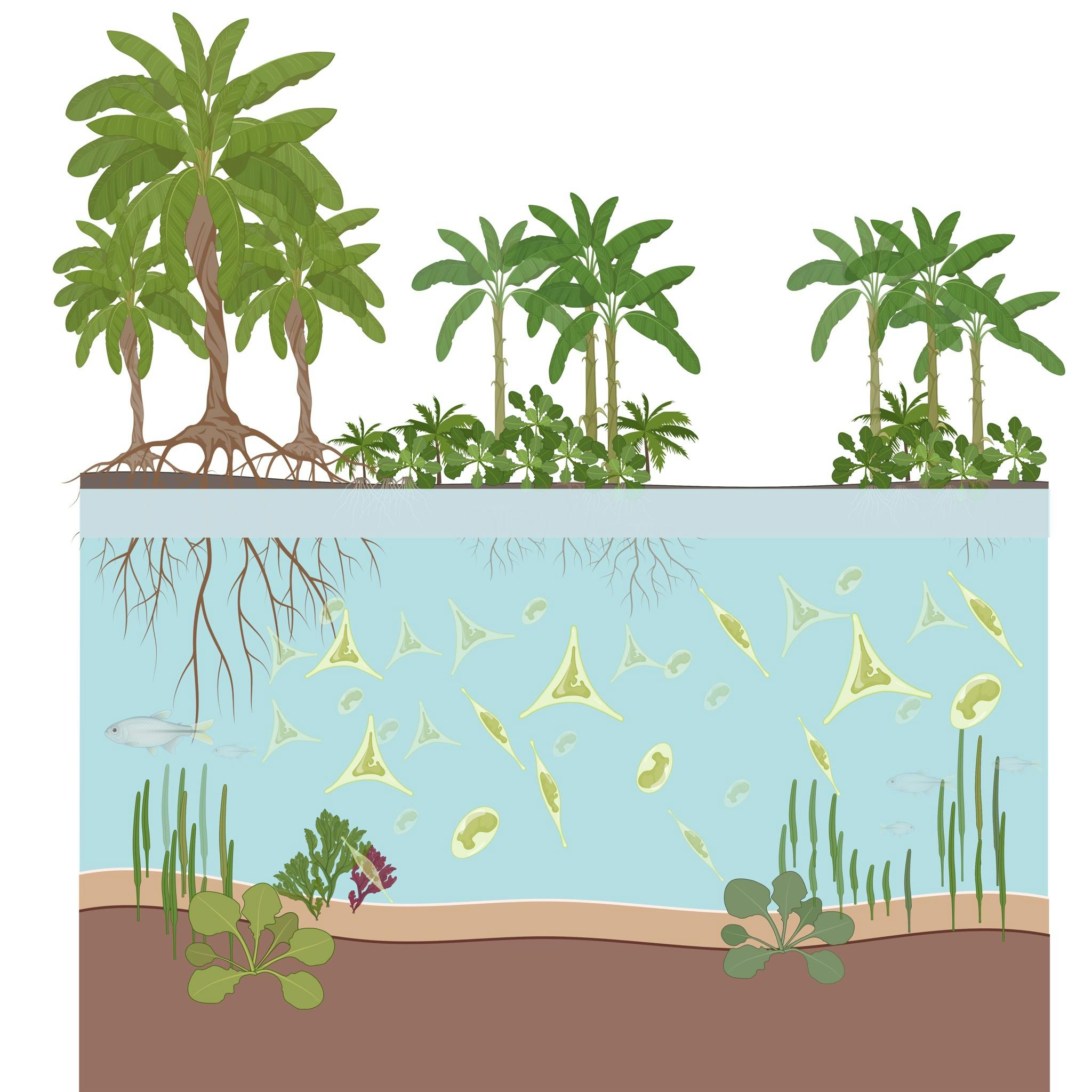 Mangrove.png