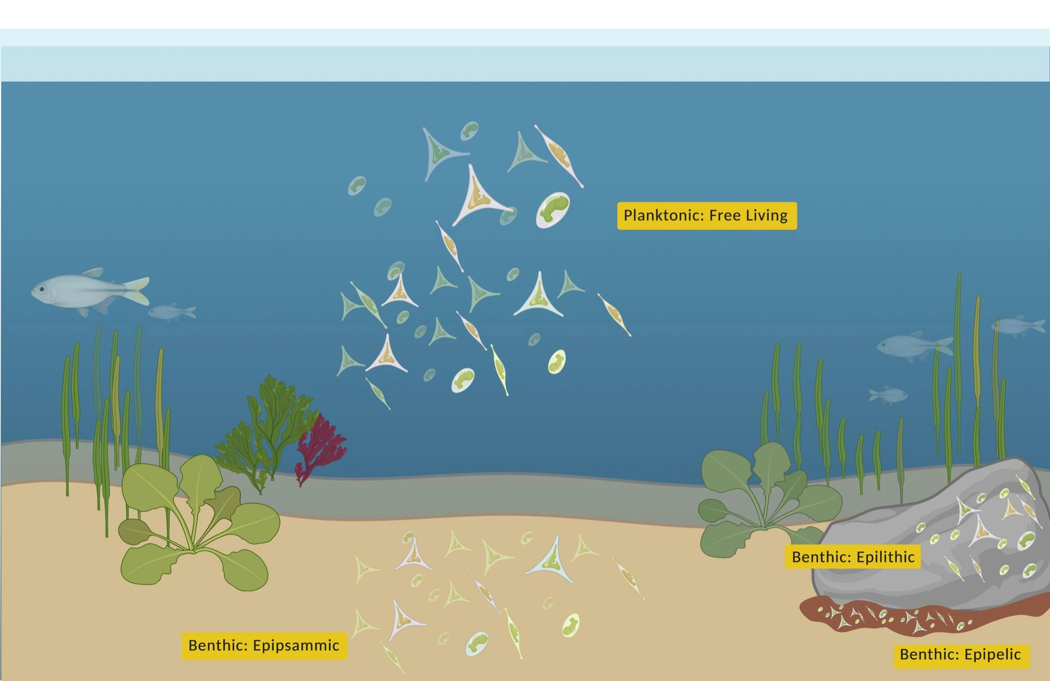 Lifestyle diatoms.png