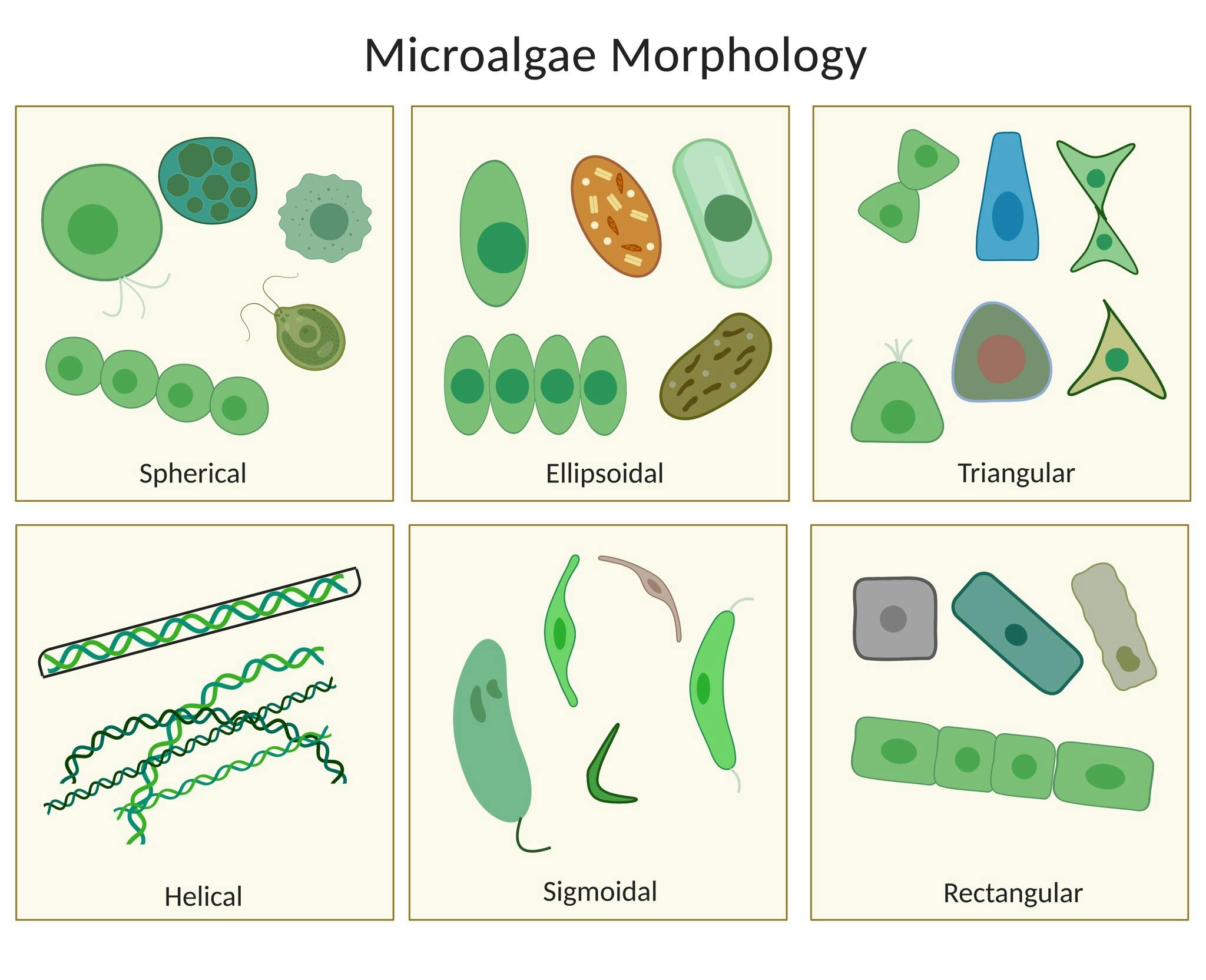 microalgae_morphology.png