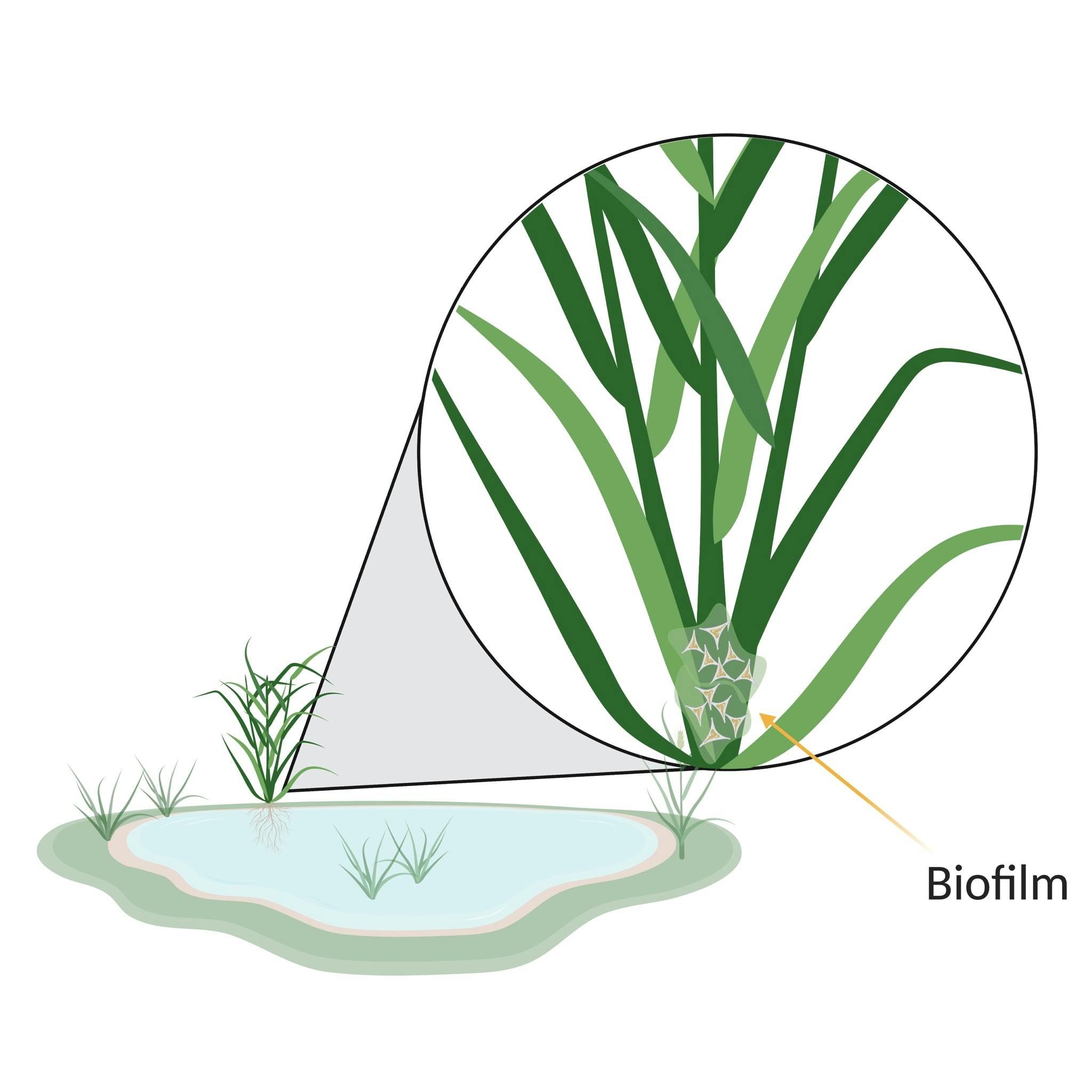 Diatom Biofilm.png