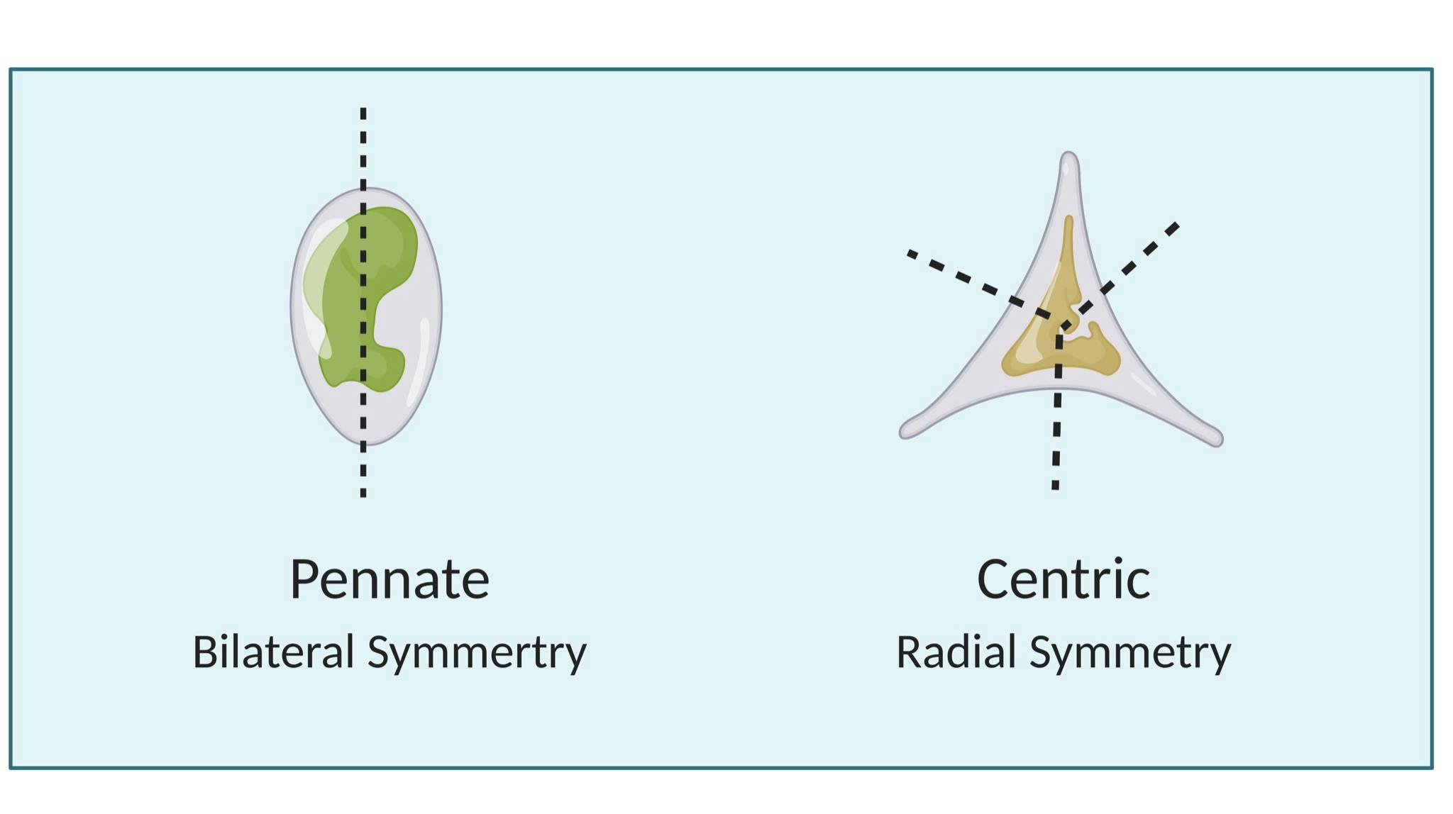 multiple diatoms labeled