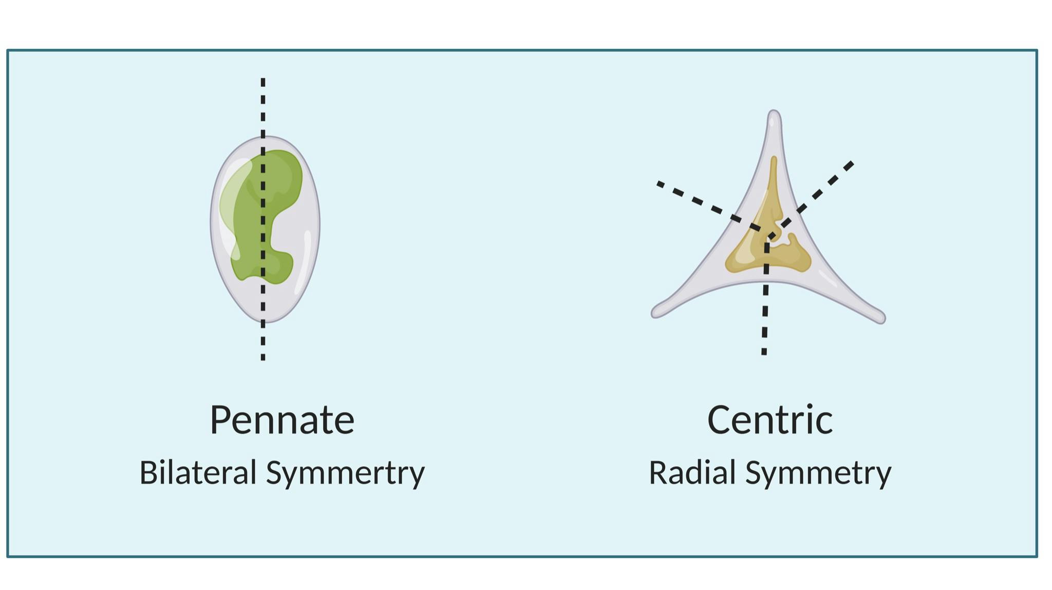 Diatom Symmetry.png