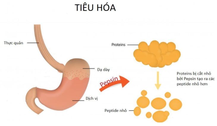 qua-trinh-tieu-hoa.png