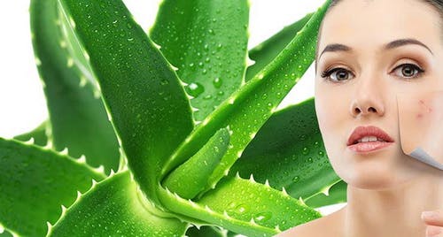 mặt nạ trị mụn trứng cá nha đam