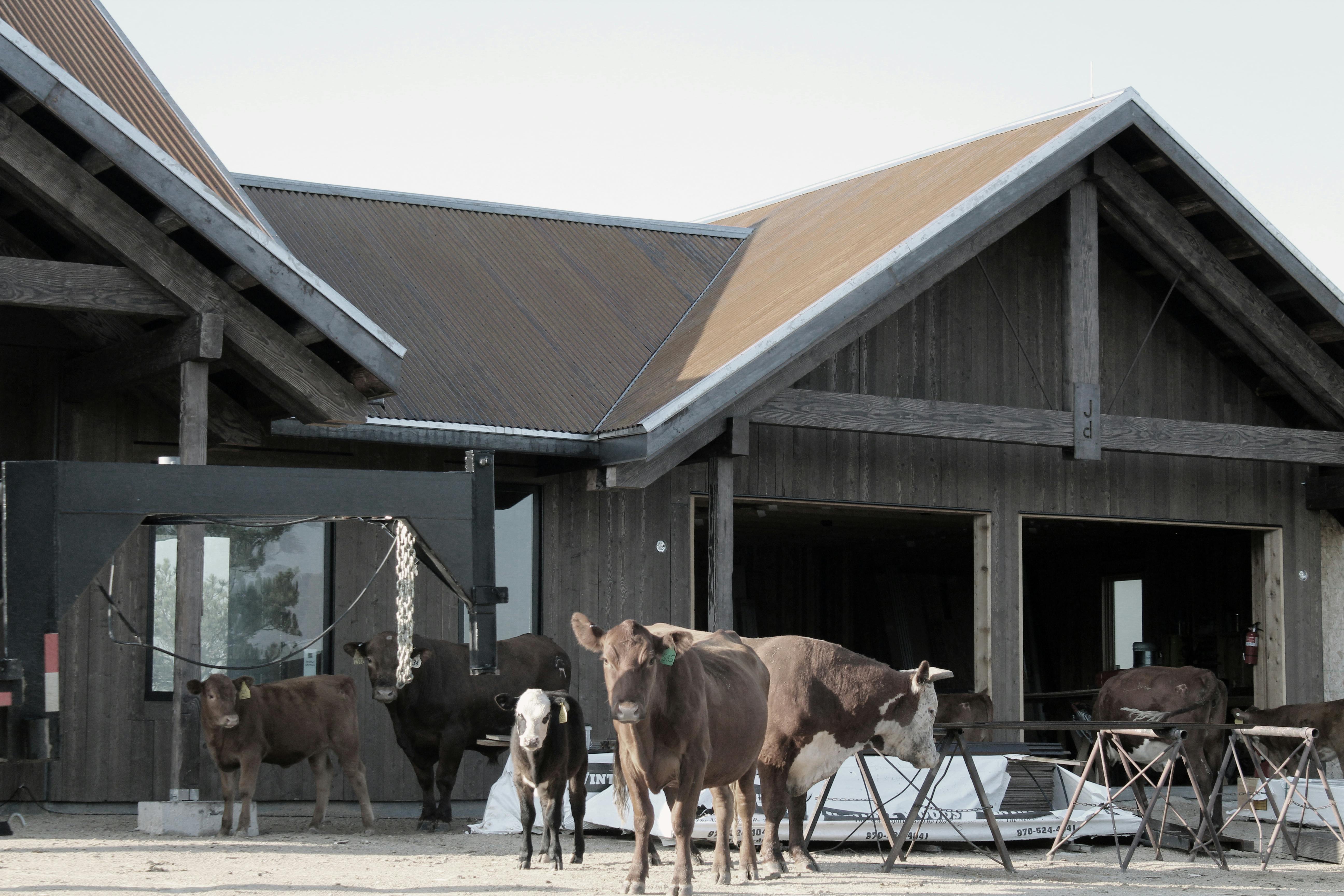 Cows at construction site.jpg