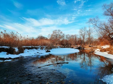 brown trees beside river under blue sky during daytime