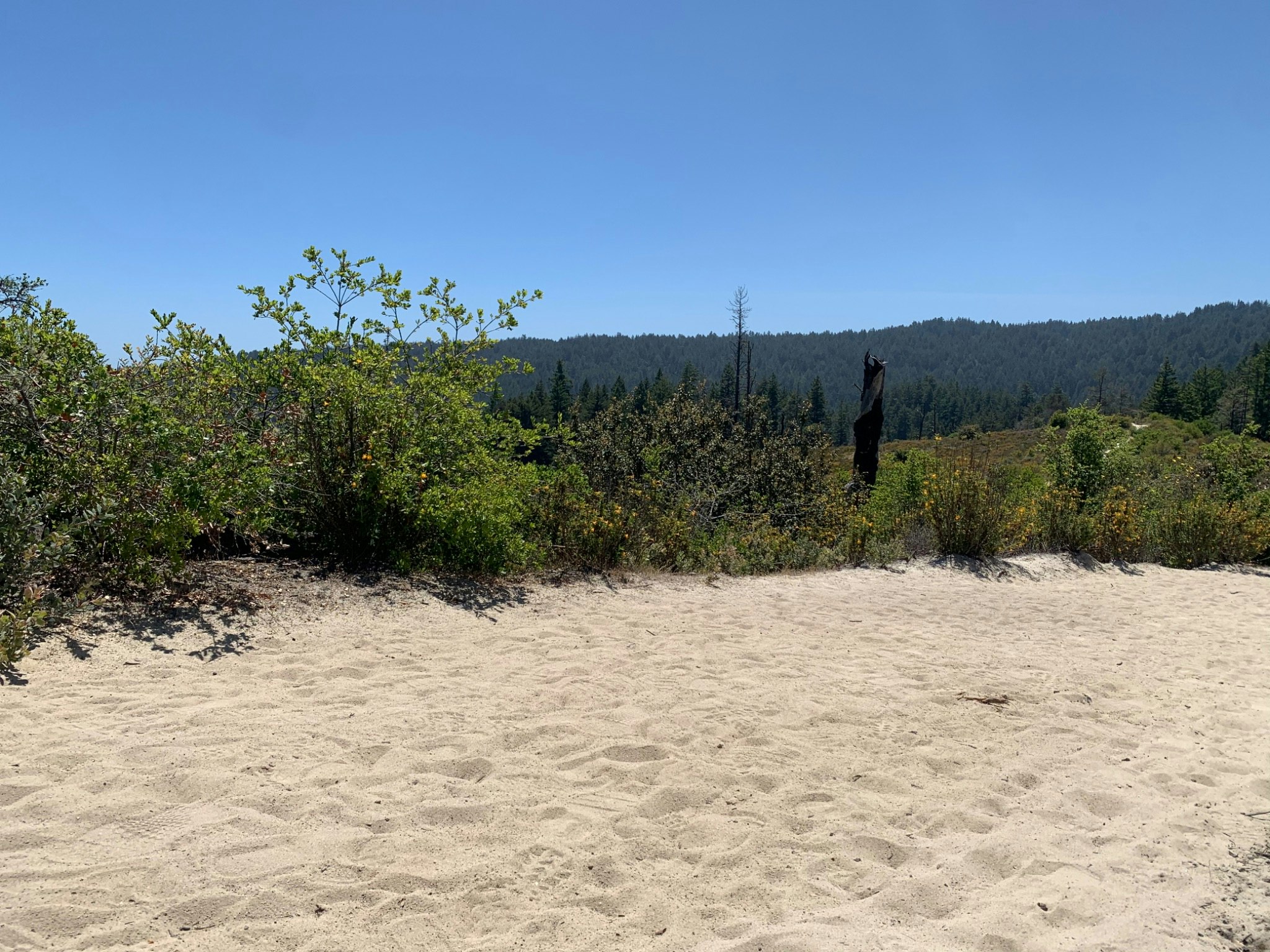 Sand Hills Plants of Santa Cruz