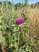 E376D888-ADEE-40A0-A047-D79343EA7725.jpeg
