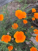 E9B79034-972D-4A29-84DD-78F1CBF9A4D9.jpeg