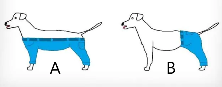 What's the right way for a dog to wear pants?