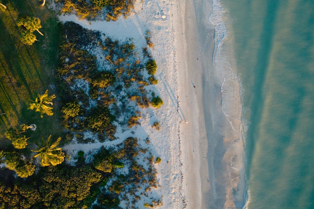 aerial view of trees on shore