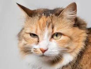 image.jpeg
