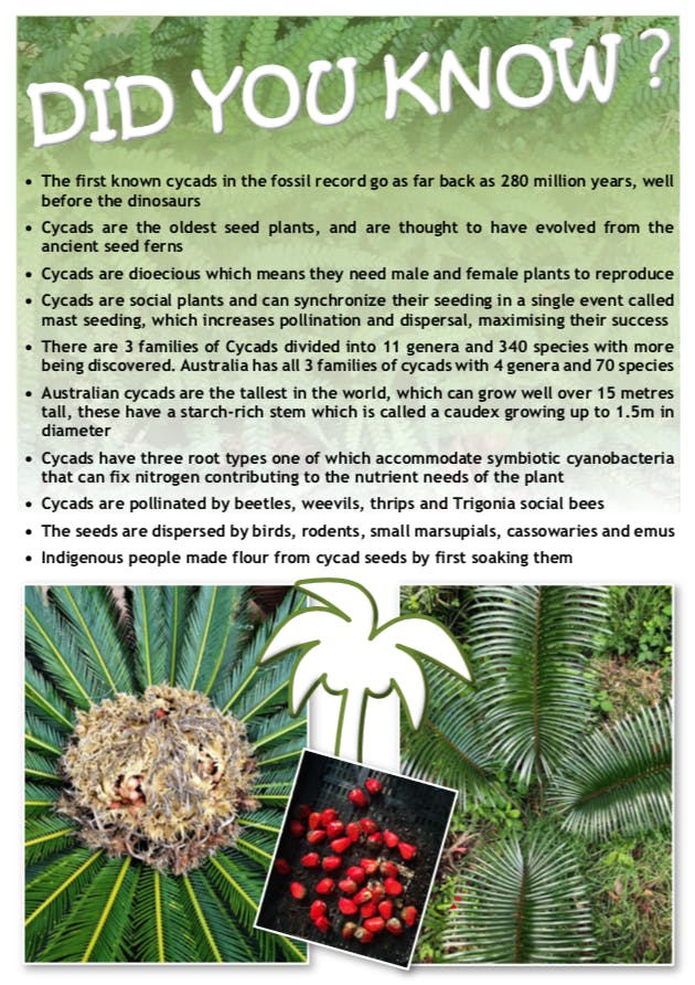 Cycads Ferns Palms-2.png