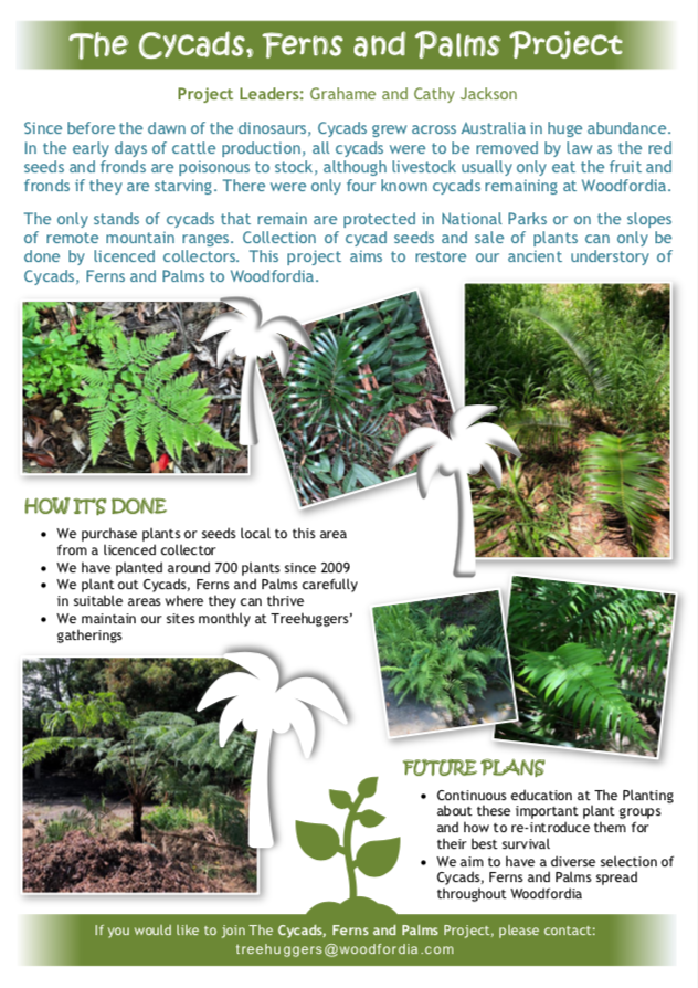 Cycads Ferns and Palms.png