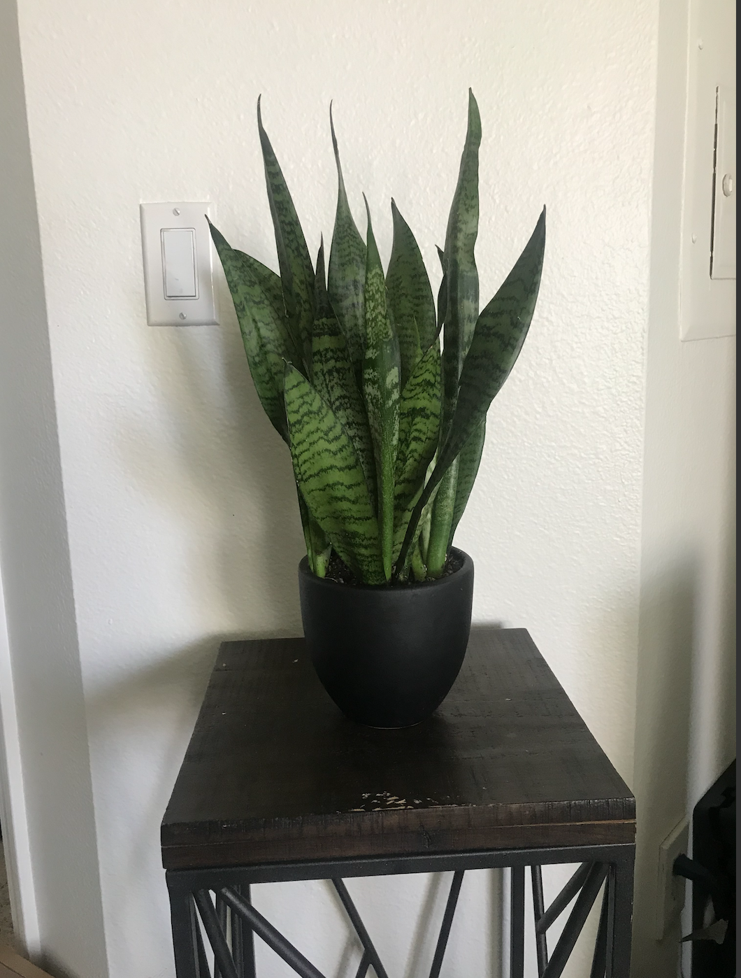 Snake Plant.png