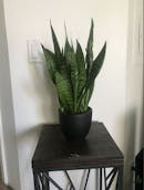 Snake Plant.png
