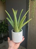 Aloe Vera.png