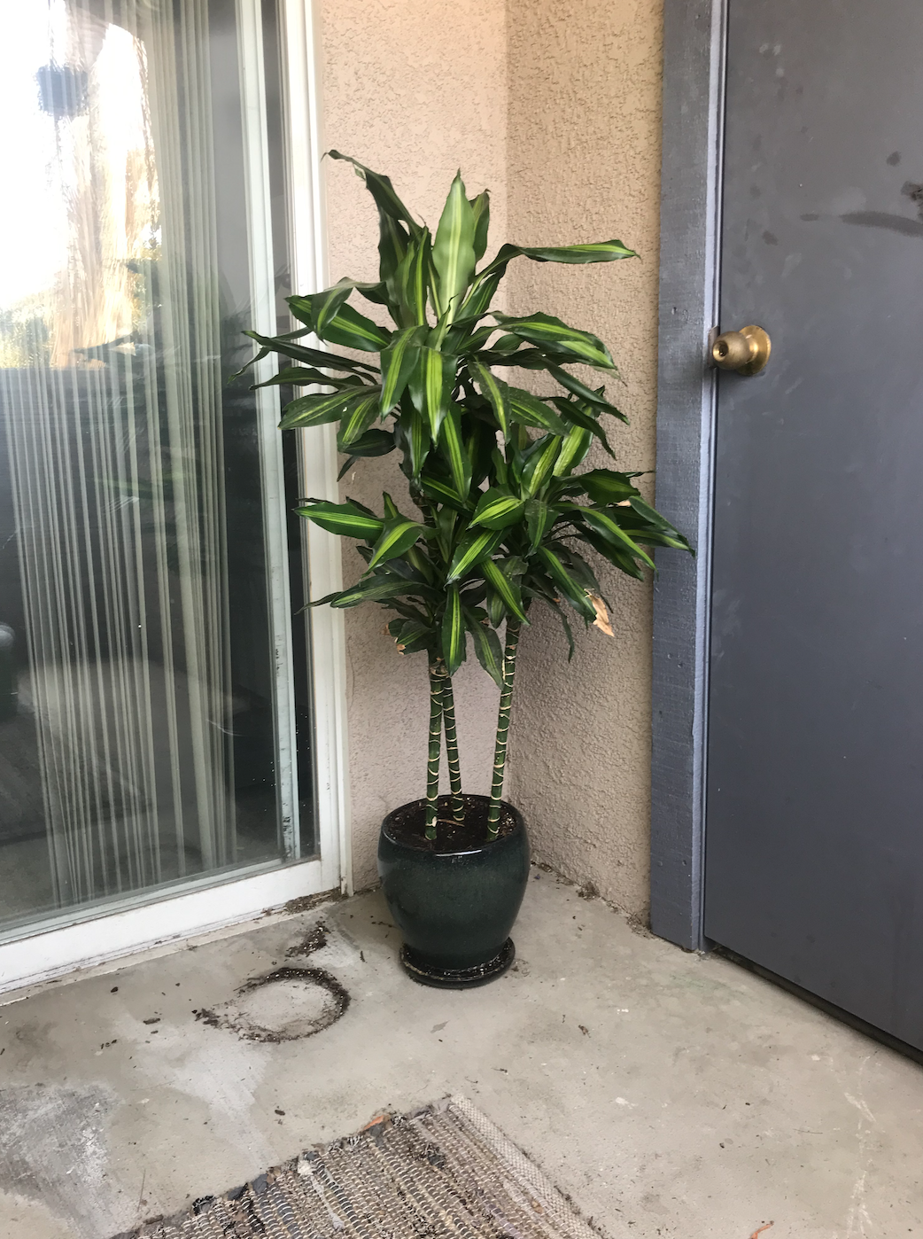 Dracaena.png