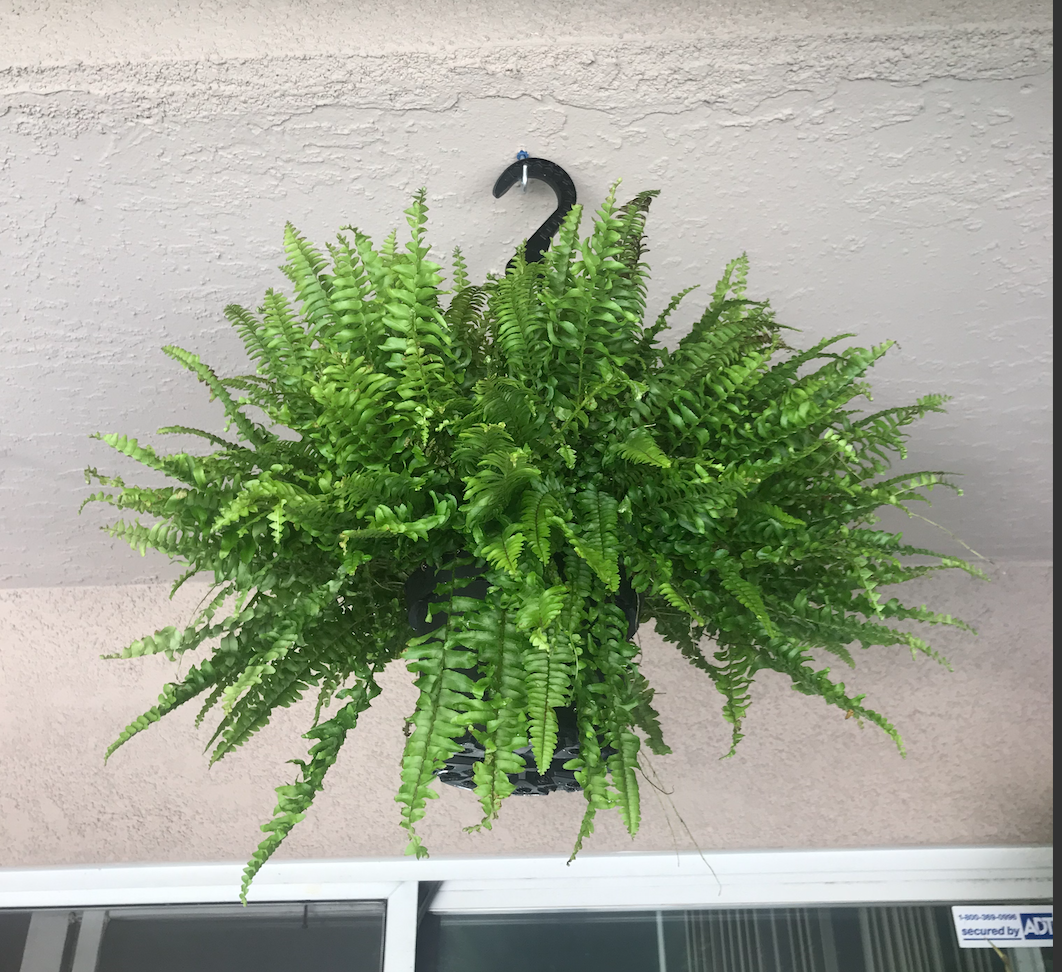 Boston Fern.png