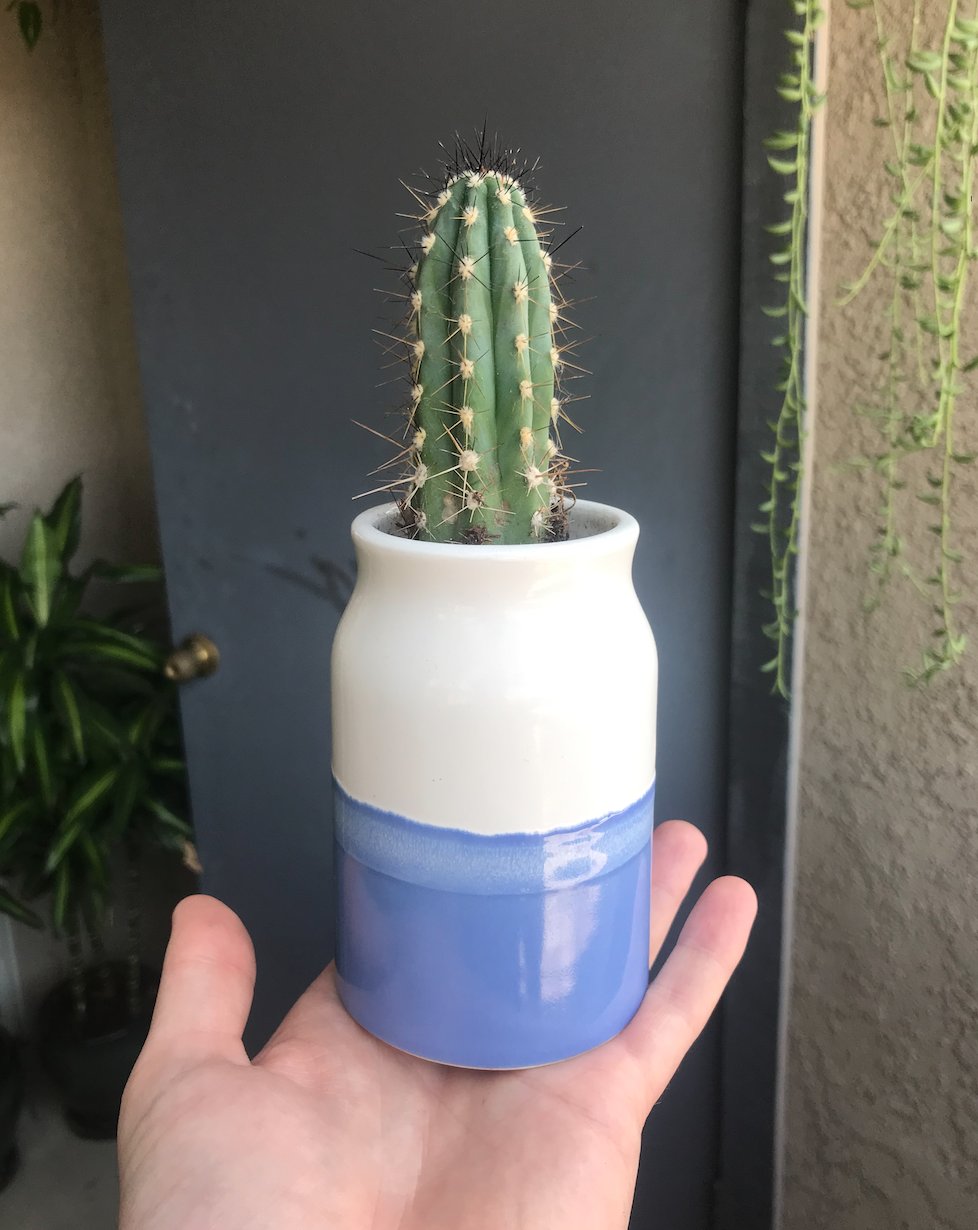 Cactus.png