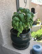 Basil.png
