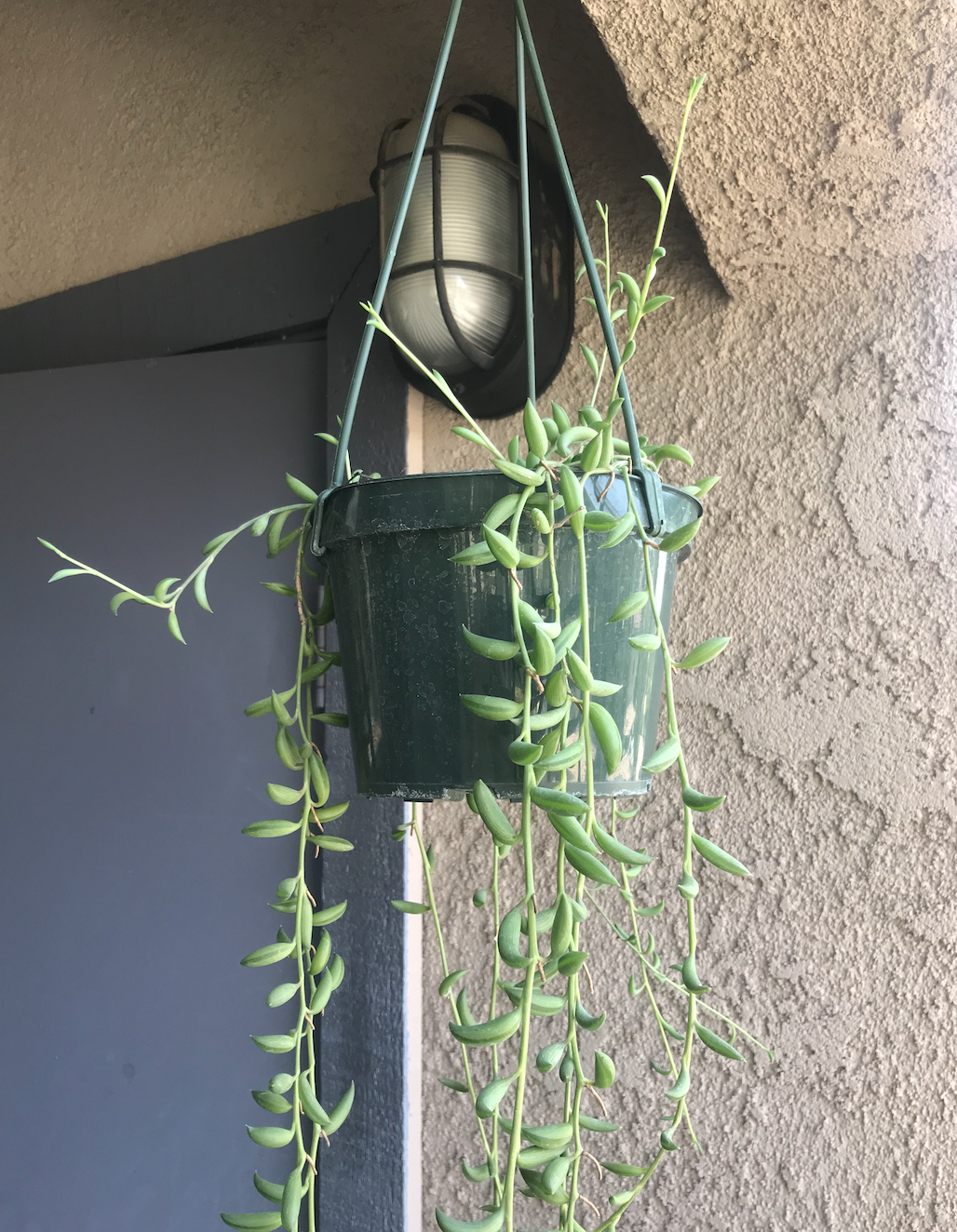 String of Bananas.png