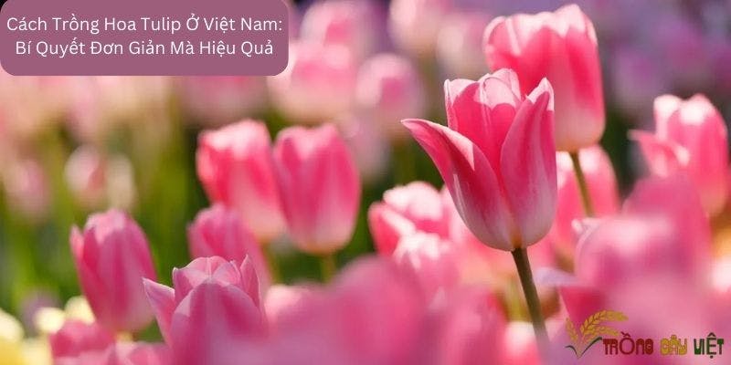Cách Trồng Hoa Tulip Ở Việt Nam: Bí Quyết Đơn Giản Mà Hiệu Quả