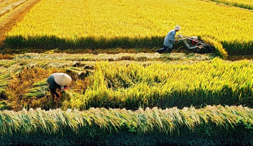 Khi chuyển đổi mục đích sử dụng đất trồng lúa người chuyển đổi cần phải thông qua cơ quan có thẩm quyền