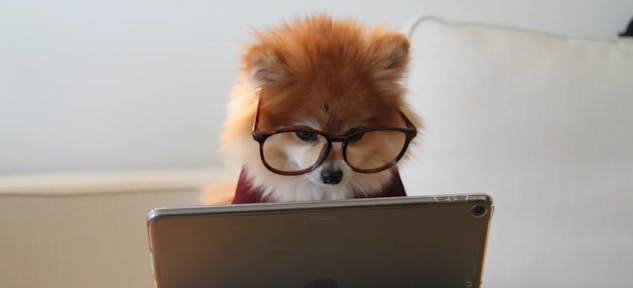 Dog w glasses.jpg